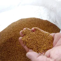 بذر یونجه