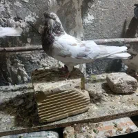 کفتر تهرانی