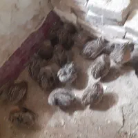 بلدرچین تخم گزار۴۰روز