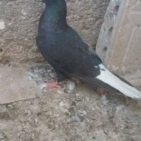 کبوتر|پرنده|زابل, |دیوار