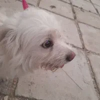 توافقی|سگ|کازرون, |دیوار