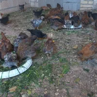 جوجه بلک استار و گلپایگانی 50 روزه