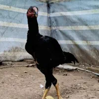 مرغ خروس لاری اصل