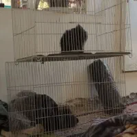 قفس پرنده عروس و مرغ عشق و