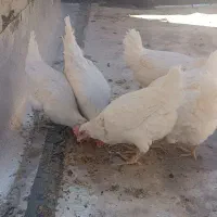 مرغ تخم گذار