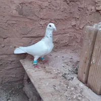 کبوتر کله هما زرد