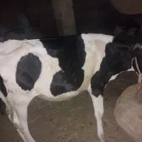 گاو خارجی بچر بسیارتمیز