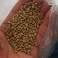 عددسبز محلی پزی به شرط
