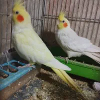 عروس هلندی لوتینو نروماده