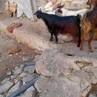 بز جوان