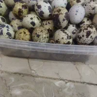 فروش تخم نطفه دار بلدرچین