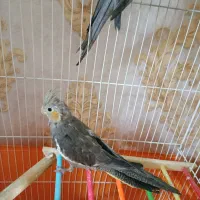 عروس هلند