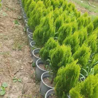 کامیس نوکدار سطل ۷