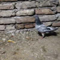 کبوتر|پرنده|علی‌آباد کتول, |دیوار