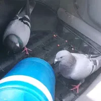 ماده سبز پلاکی باخت دادم