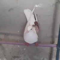 کفتر|پرنده|پاکدشت, پاکدشت (مامازند)|دیوار
