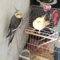 پرنده. عروس هلندی