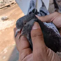 کبوتر