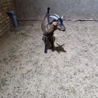 کره چپیش آلپاین اصل