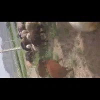 ۸۴ تا میش افشار زایده