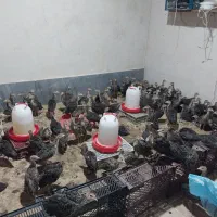 جوجه بوقلمون