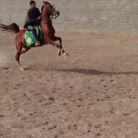 مادیون سنگ شکن