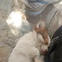 واگذاری جکی