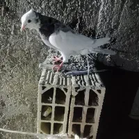 طوقی هفت رنگ نر