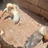 دوتا خروس بزرگ