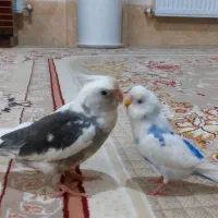 عروس هلندی سخنگو   و مرغ عشق