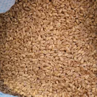 گندم پاک‌شده