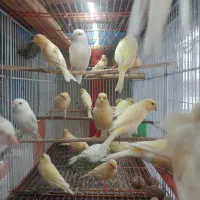 قناری رنگ روشن مست بخون شلاقی