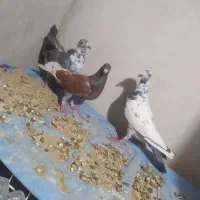 ماده پلاکی خوب