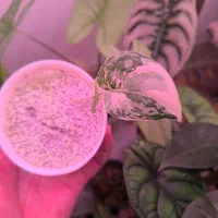 گیاه سینداپسوس مایاری