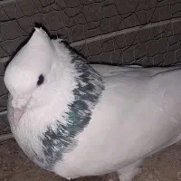 مجسمه طوقی و هفرنگ