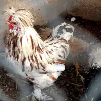 مرغ و خروس