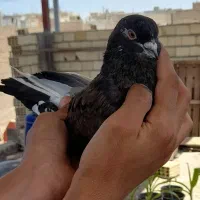 کبوتر پرشی شمرونی