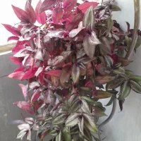 گل زیبای طبیعی