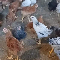 پخش عمده جوجه بومی محلی گلپایگان