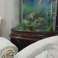 اکواریوم چینی