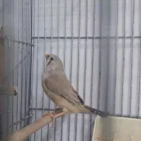 فنچ کینگ درشت(شهرری)