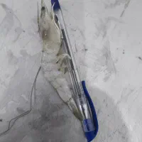 فروش میگو تازه وبا کیفیت پرورشی