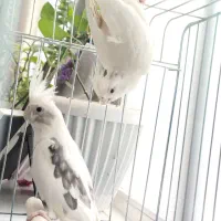 یه جفت عروس هلندی تخم گذار