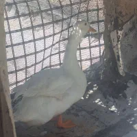 یک عدد اردک نر ۱ساله