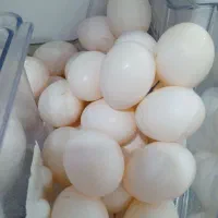 تخم کفتر خوراکی تازه