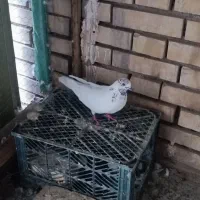 کفتر کله خال دار. و قلمکار
