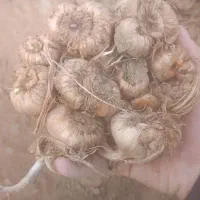 فروش پیاز زعفران در روستای برس (کدکن)