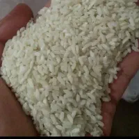 برنج محلی کوهمره