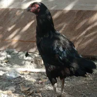 مرغ چابهاری