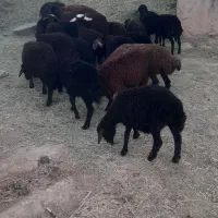 بره ماده   گوسفند